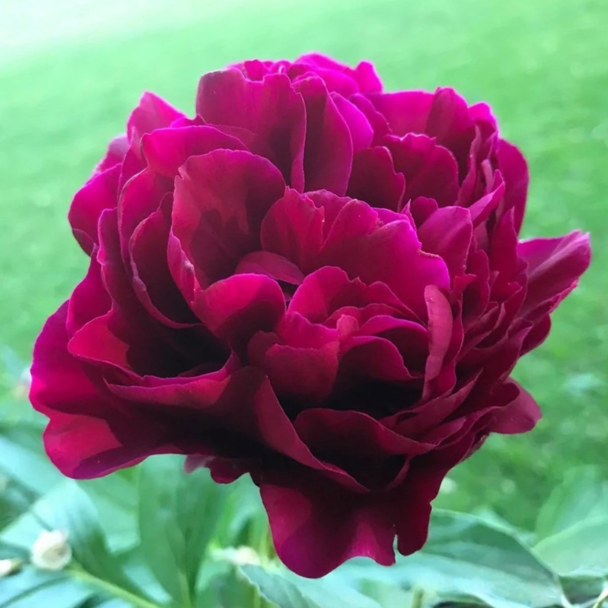 Cherry Hill Peony Seeds - Herbaceous Peony, Double Blooms, 10+ seeds