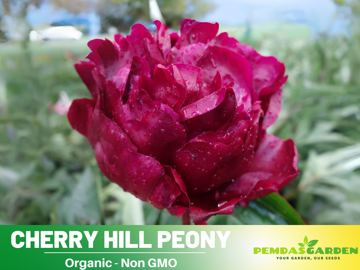 10+ Rare Seeds|  Cherry Hill Peony Seeds# B005