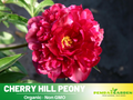10+ Rare Seeds|  Cherry Hill   Peony Seeds (Paeonia, Herbaceous Peony) – Double Blooms, Vibrant Garden Blooms, Romantic Perennial Blooms for Cottage Garden, Fragrant Cut Flowers, Easy to Grow# B005