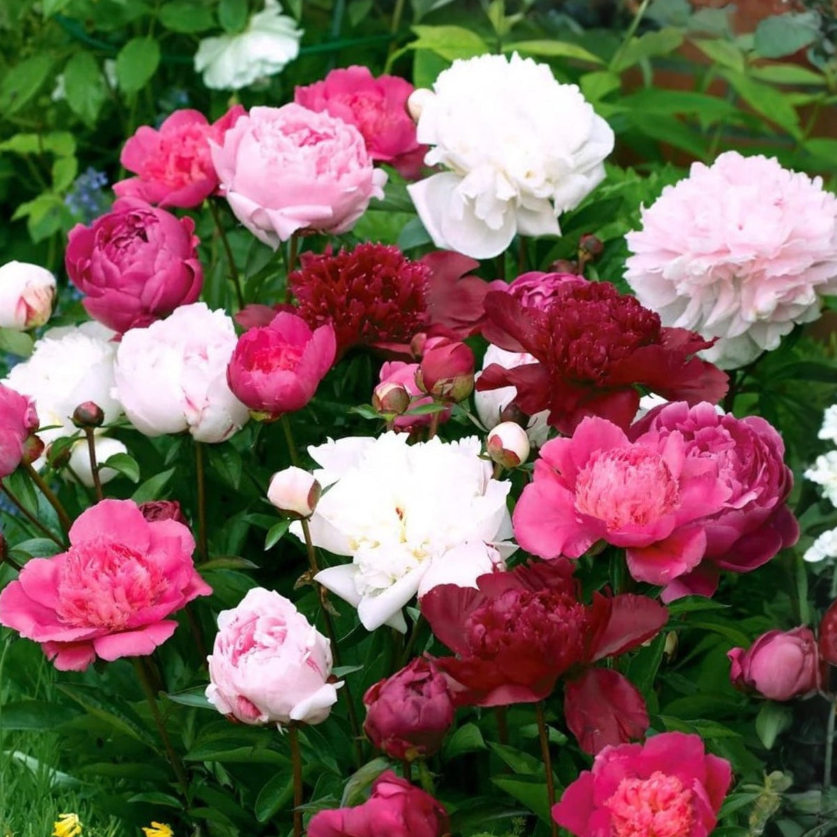 10+ Rare Seeds - Peony Mixture Super Sak Seeds
