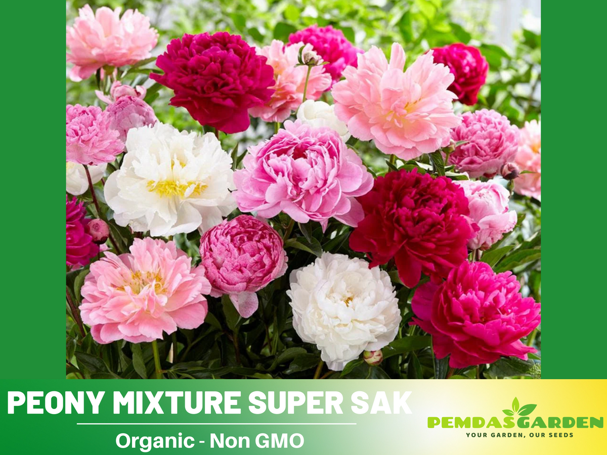 10+ Rare Seeds| Peony Mixture Super Sak Seeds#B006