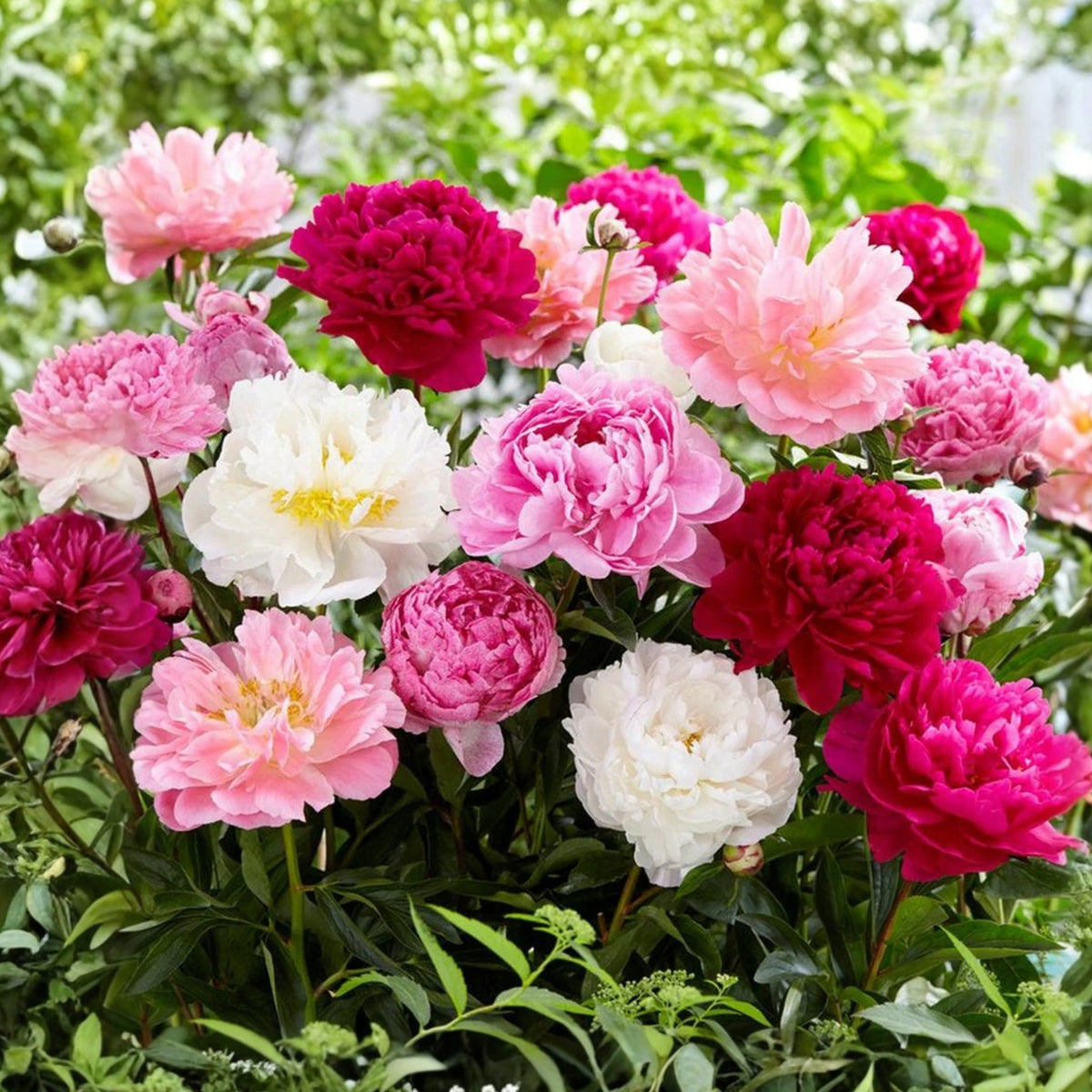 10+ Rare Seeds - Peony Mixture Super Sak Seeds