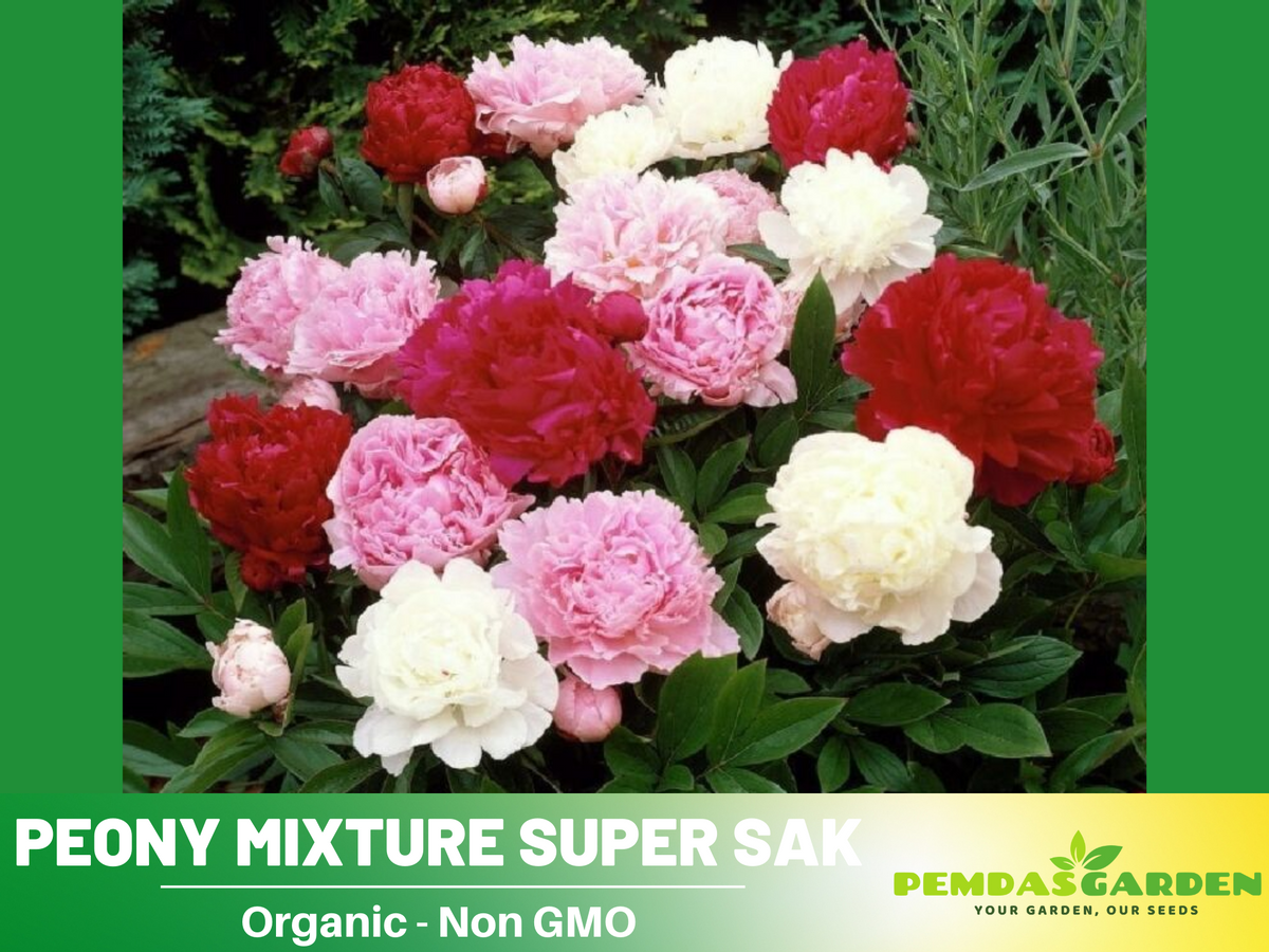 10+ Rare Seeds| Peony Mixture Super Sak Seeds#B006