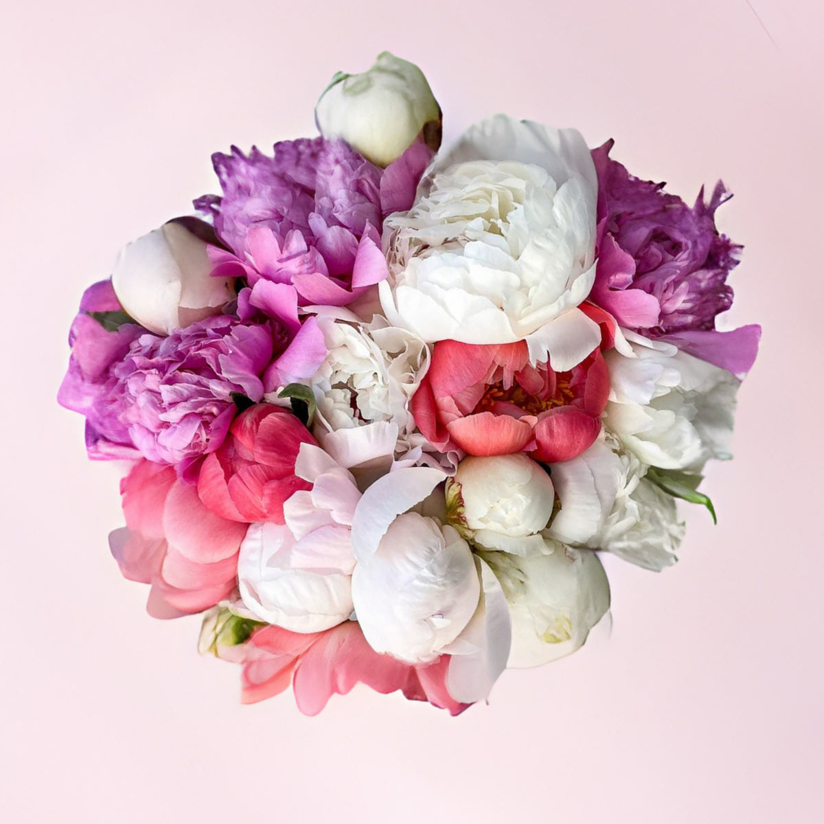10+ Rare Seeds - Peony Mixture Super Sak Seeds