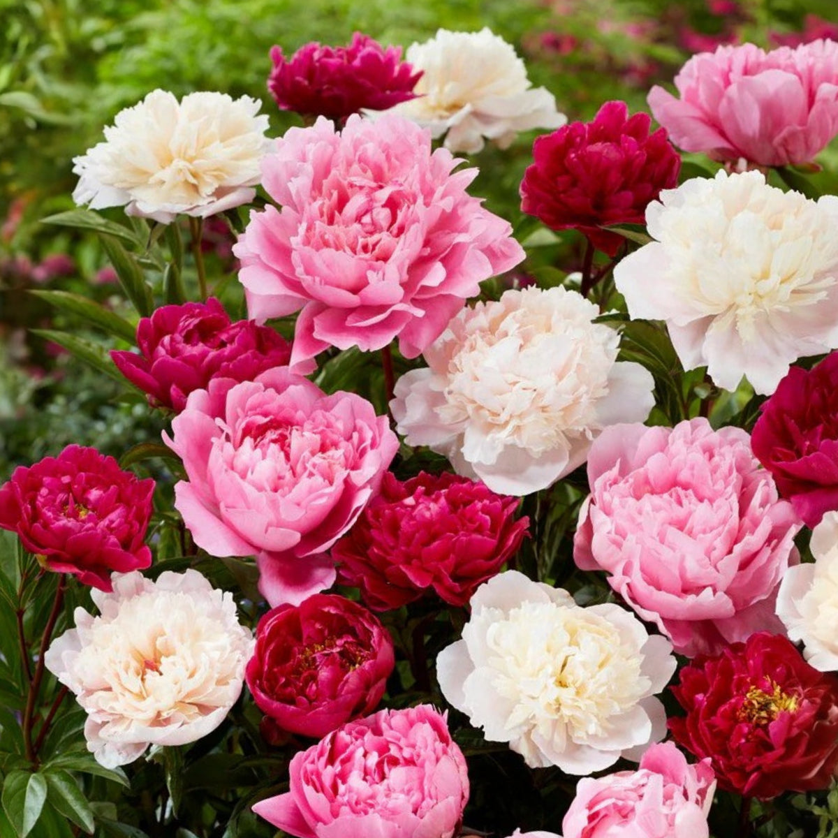 10+ Rare Seeds - Peony Mixture Super Sak Seeds