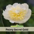 10+ Rare Seeds| Secret Gold Peony Seeds (Paeonia, Chinese Peony) – Double Blooms, Vibrant Garden Blooms, Romantic Perennial Blooms for Cottage Garden, Fragrant Cut Flowers, Easy to Grow# B007