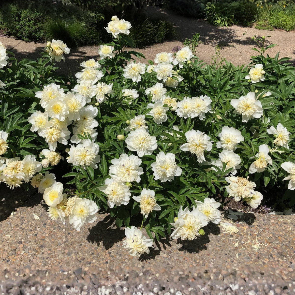 Secret Gold Peony Seeds - Chinese Peony, Double Blooms, 10+ seeds