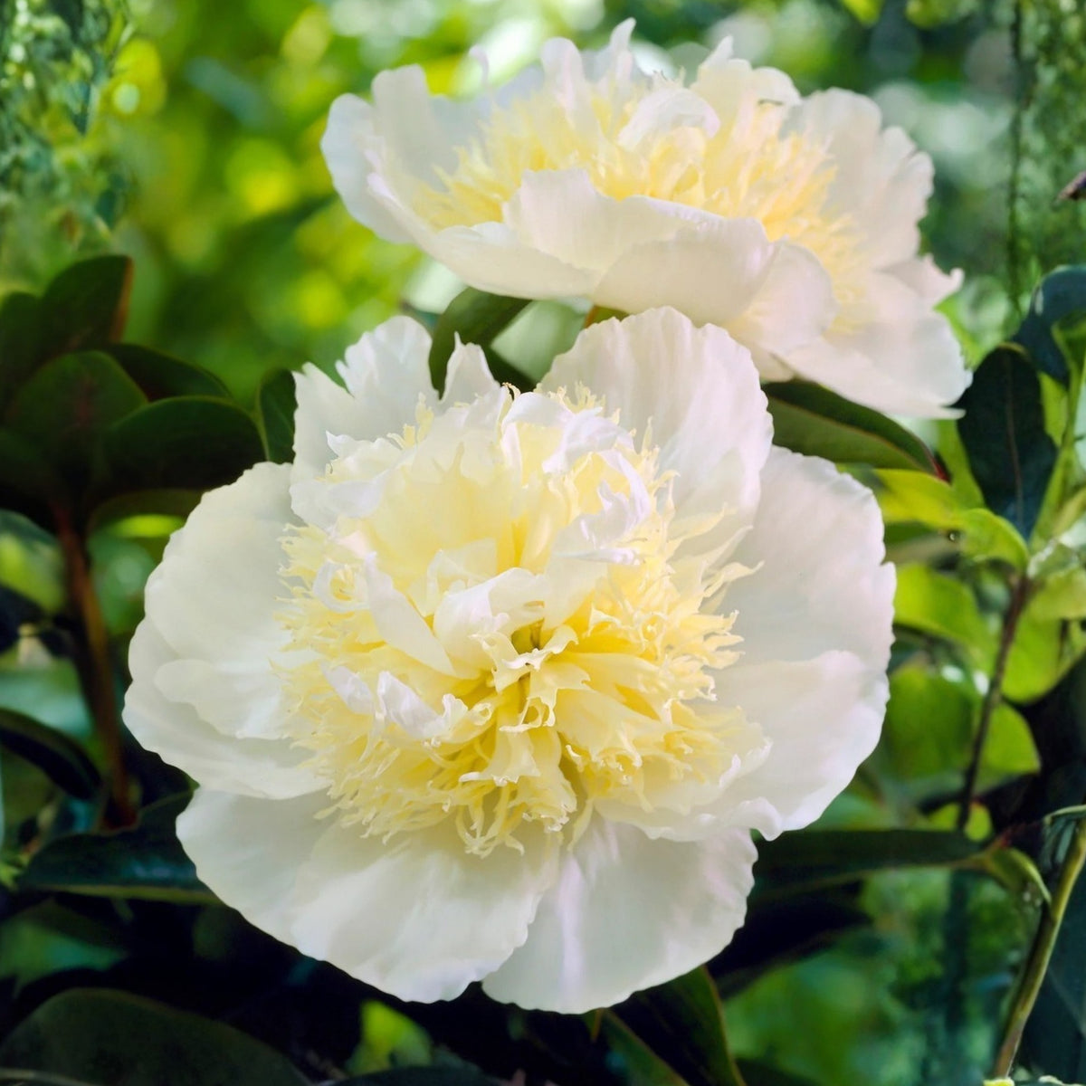 Secret Gold Peony Seeds - Chinese Peony, Double Blooms, 10+ seeds
