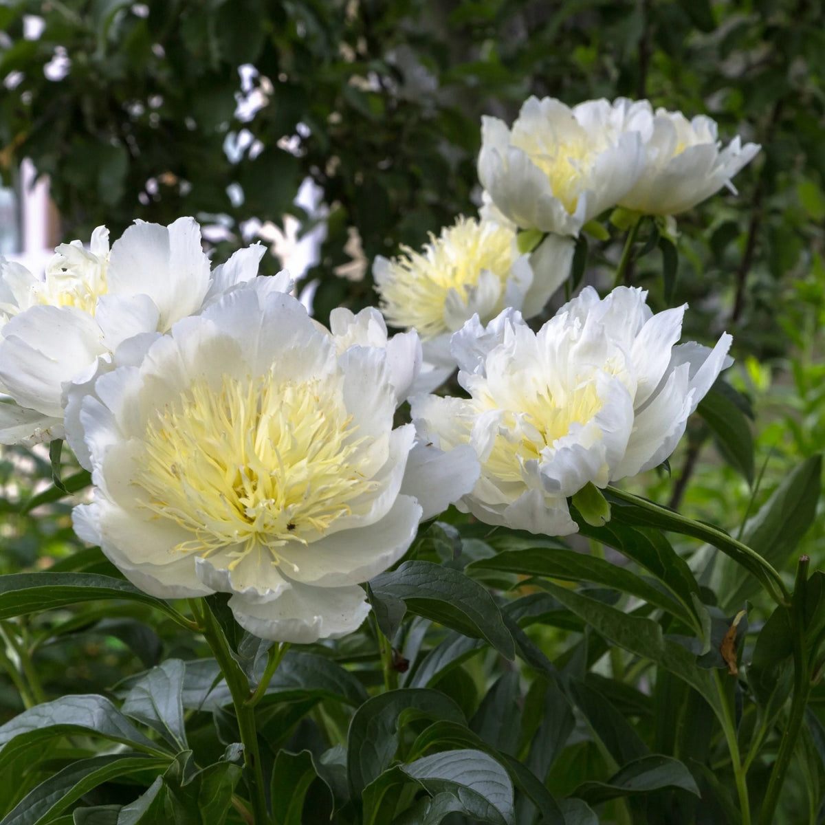 Secret Gold Peony Seeds - Chinese Peony, Double Blooms, 10+ seeds
