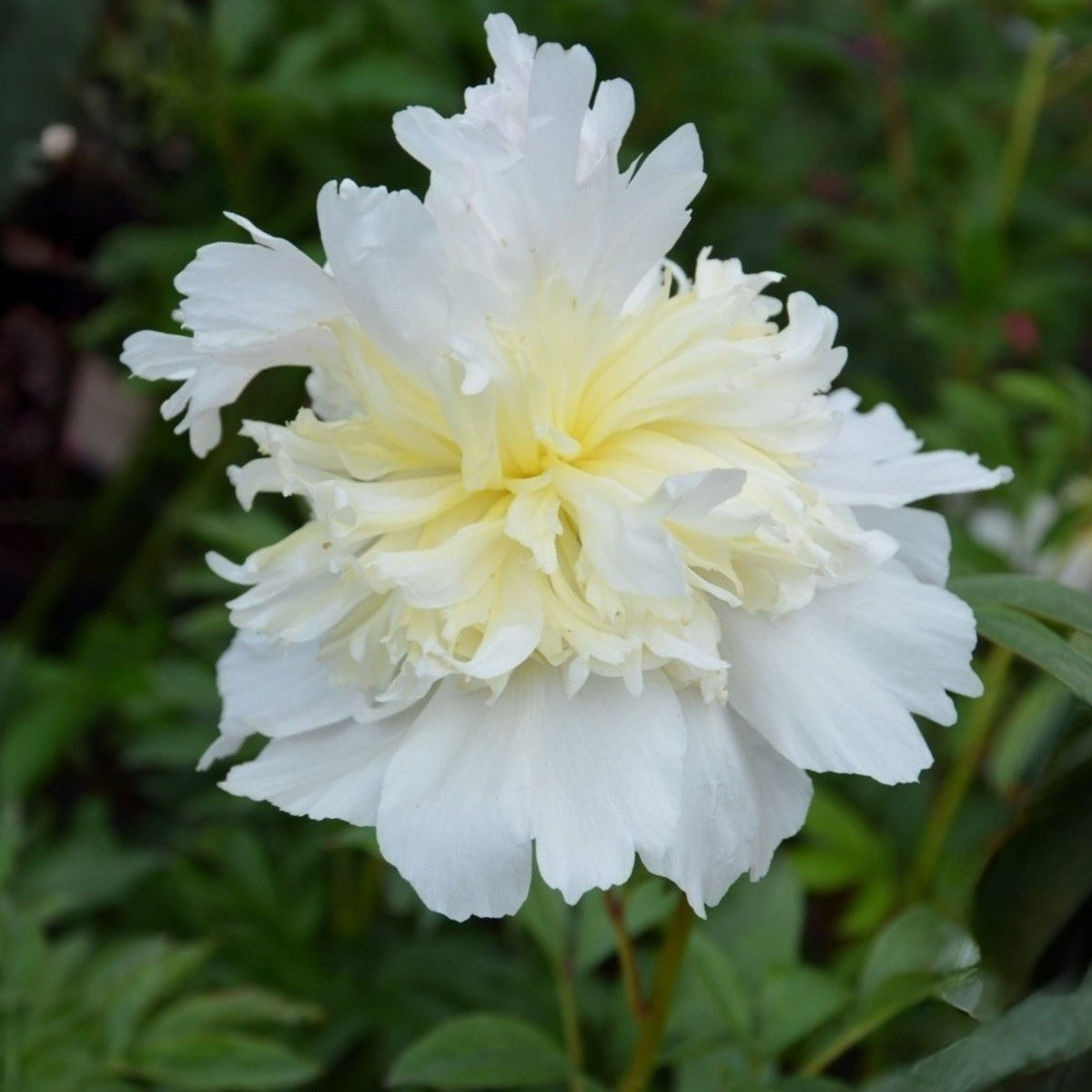 Secret Gold Peony Seeds - Chinese Peony, Double Blooms, 10+ seeds