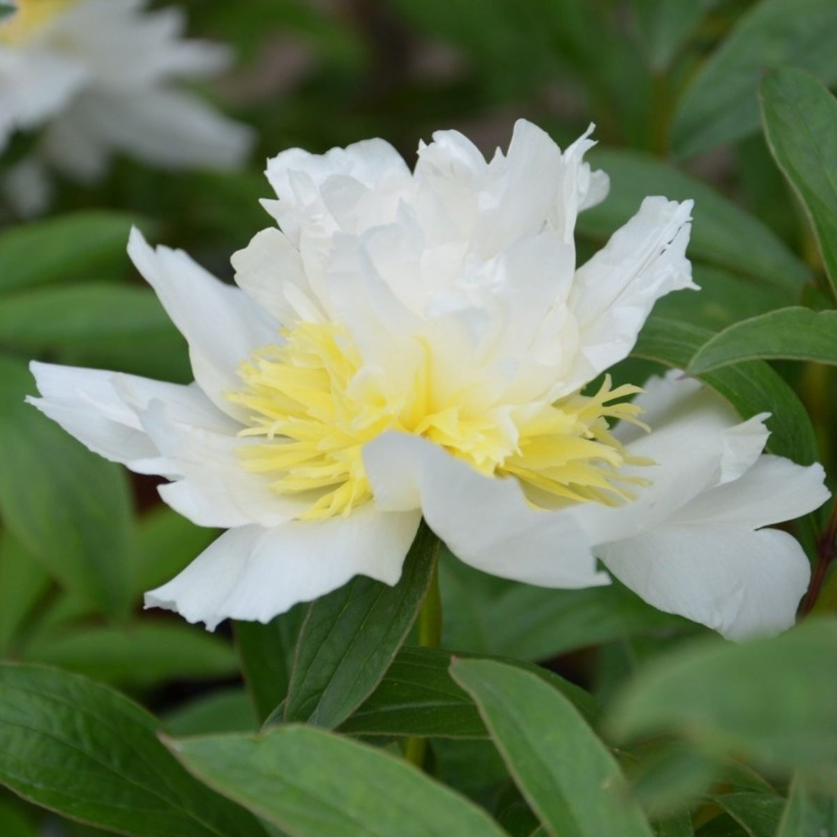 Secret Gold Peony Seeds - Chinese Peony, Double Blooms, 10+ seeds