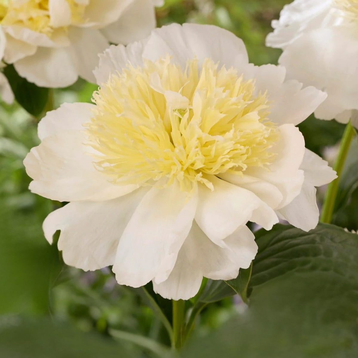 Secret Gold Peony Seeds - Chinese Peony, Double Blooms, 10+ seeds