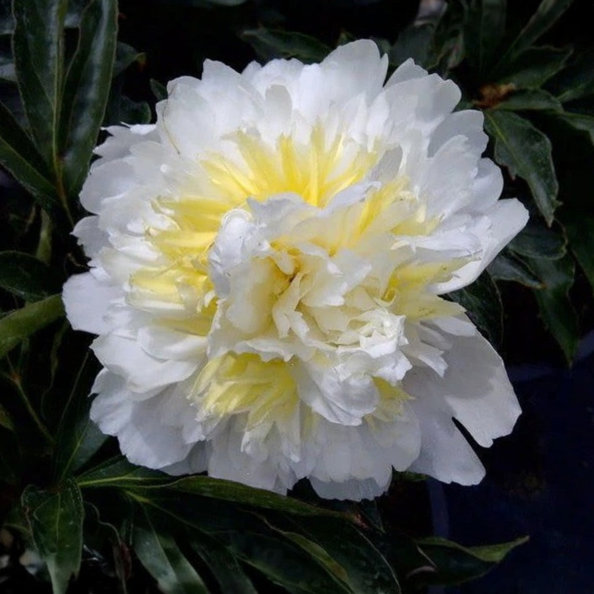 Secret Gold Peony Seeds - Chinese Peony, Double Blooms, 10+ seeds