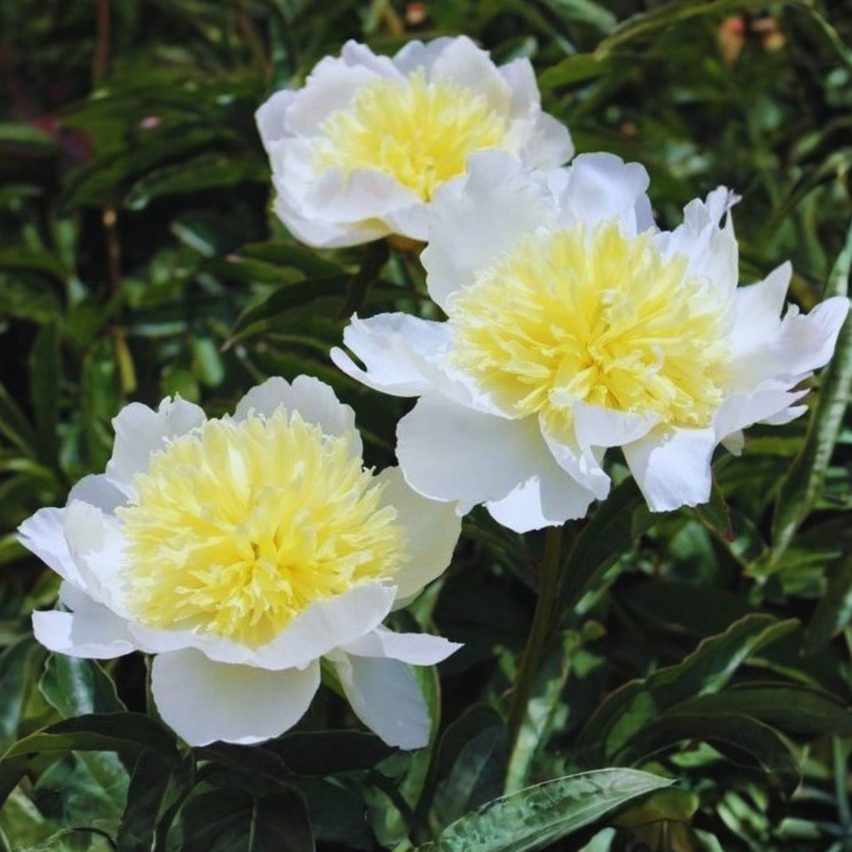 Secret Gold Peony Seeds - Chinese Peony, Double Blooms, 10+ seeds