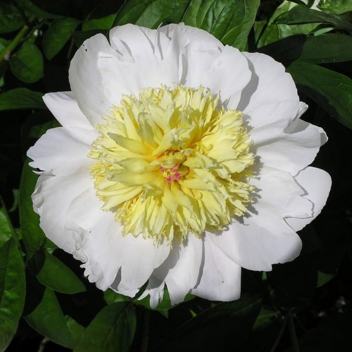 Secret Gold Peony Seeds - Chinese Peony, Double Blooms, 10+ seeds