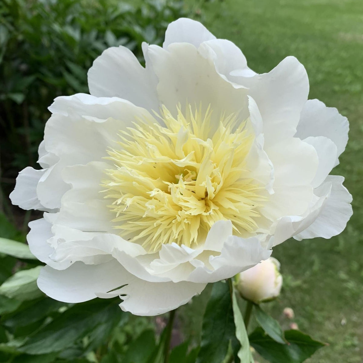 Secret Gold Peony Seeds - Chinese Peony, Double Blooms, 10+ seeds