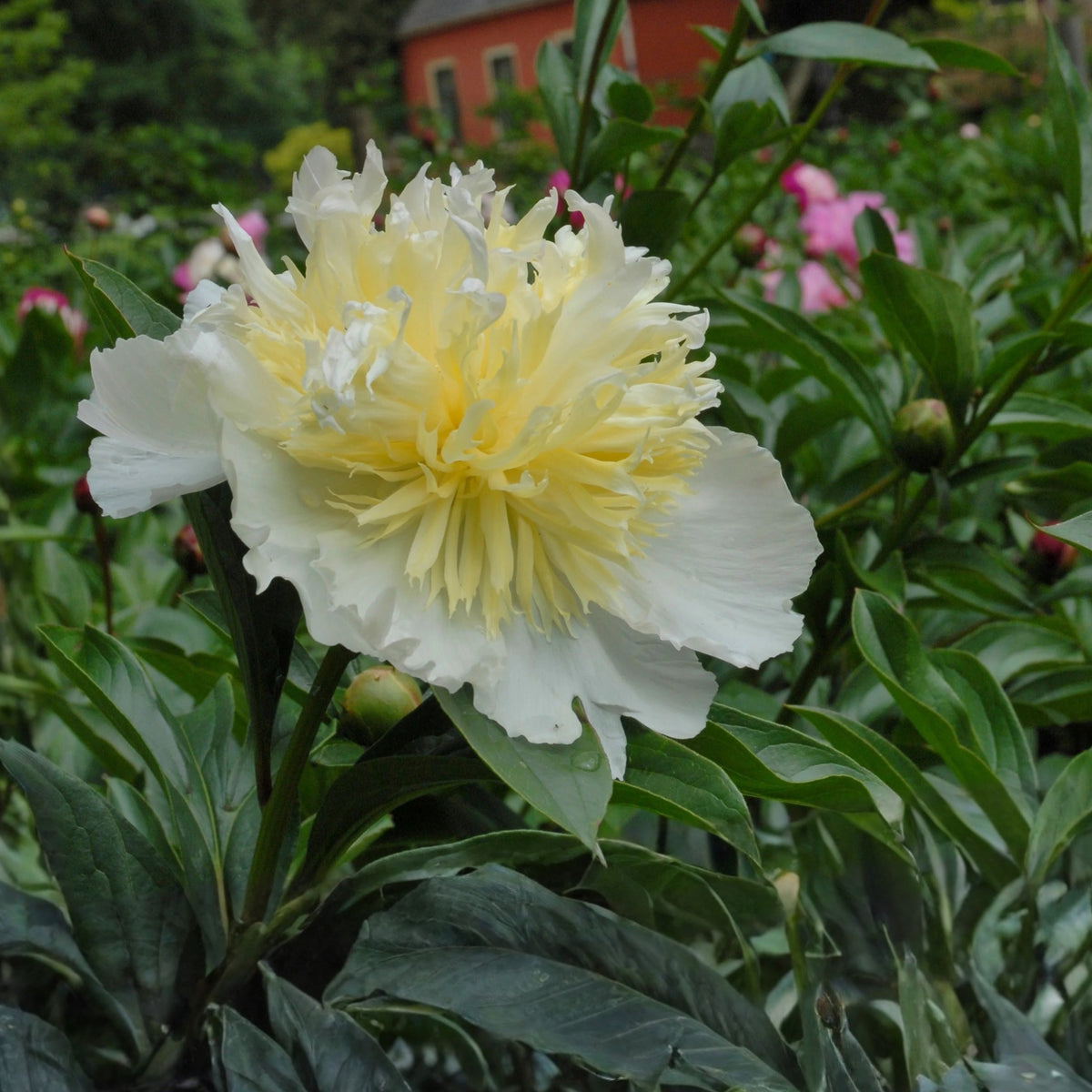Secret Gold Peony Seeds - Chinese Peony, Double Blooms, 10+ seeds