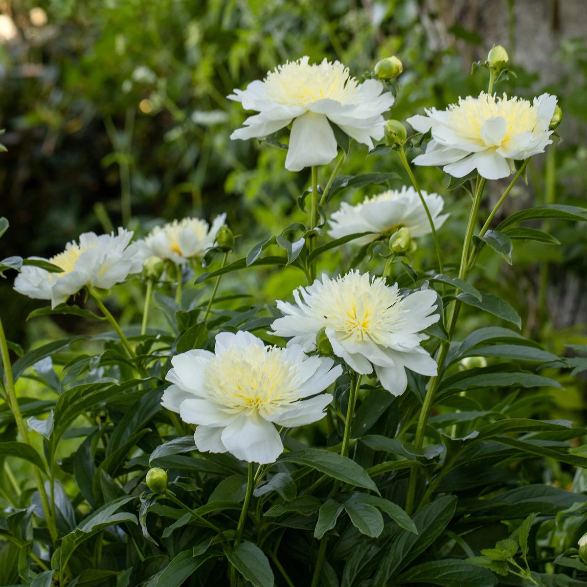 Secret Gold Peony Seeds - Chinese Peony, Double Blooms, 10+ seeds