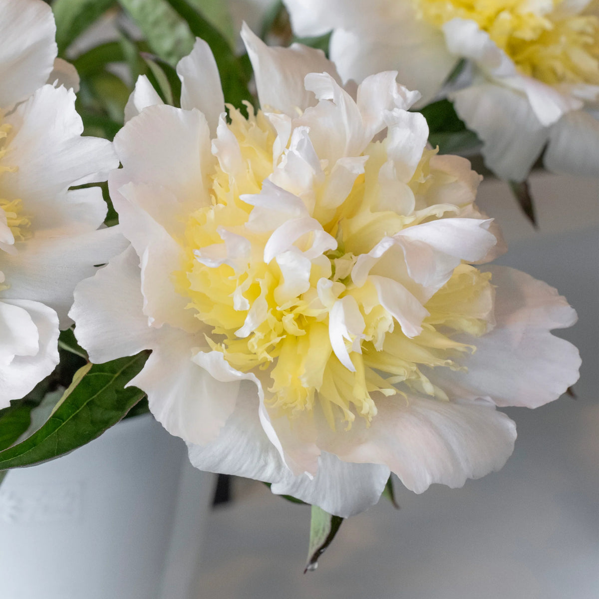 Secret Gold Peony Seeds - Chinese Peony, Double Blooms, 10+ seeds