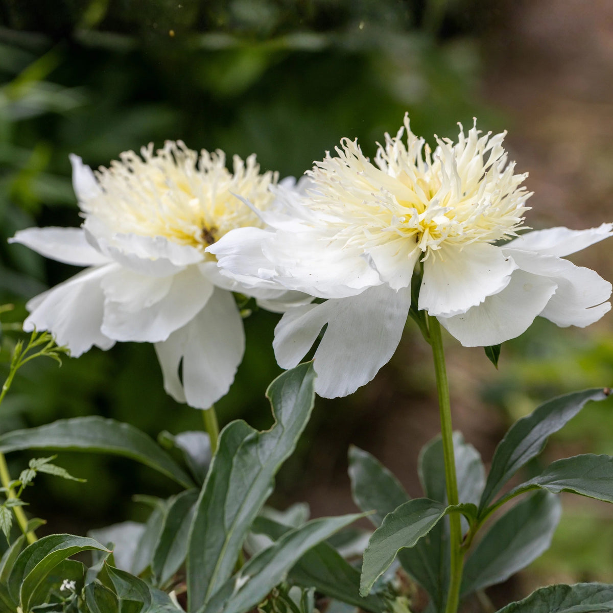 Secret Gold Peony Seeds - Chinese Peony, Double Blooms, 10+ seeds