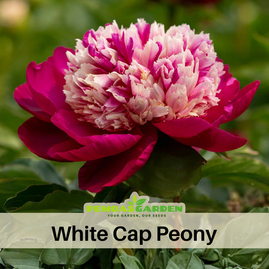 10+ Rare Seeds - White Cap Peony Seeds (Paeonia, Herbaceous Peony)