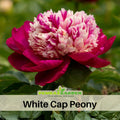 10+ Rare Seeds|   White Cap  Peony Seeds (Paeonia, Herbaceous Peony) – Rare Heirloom - Open Pollinated -  Romantic Perennial Blooms for Cottage Garden, Fragrant Cut Flowers, Easy to Grow #B008