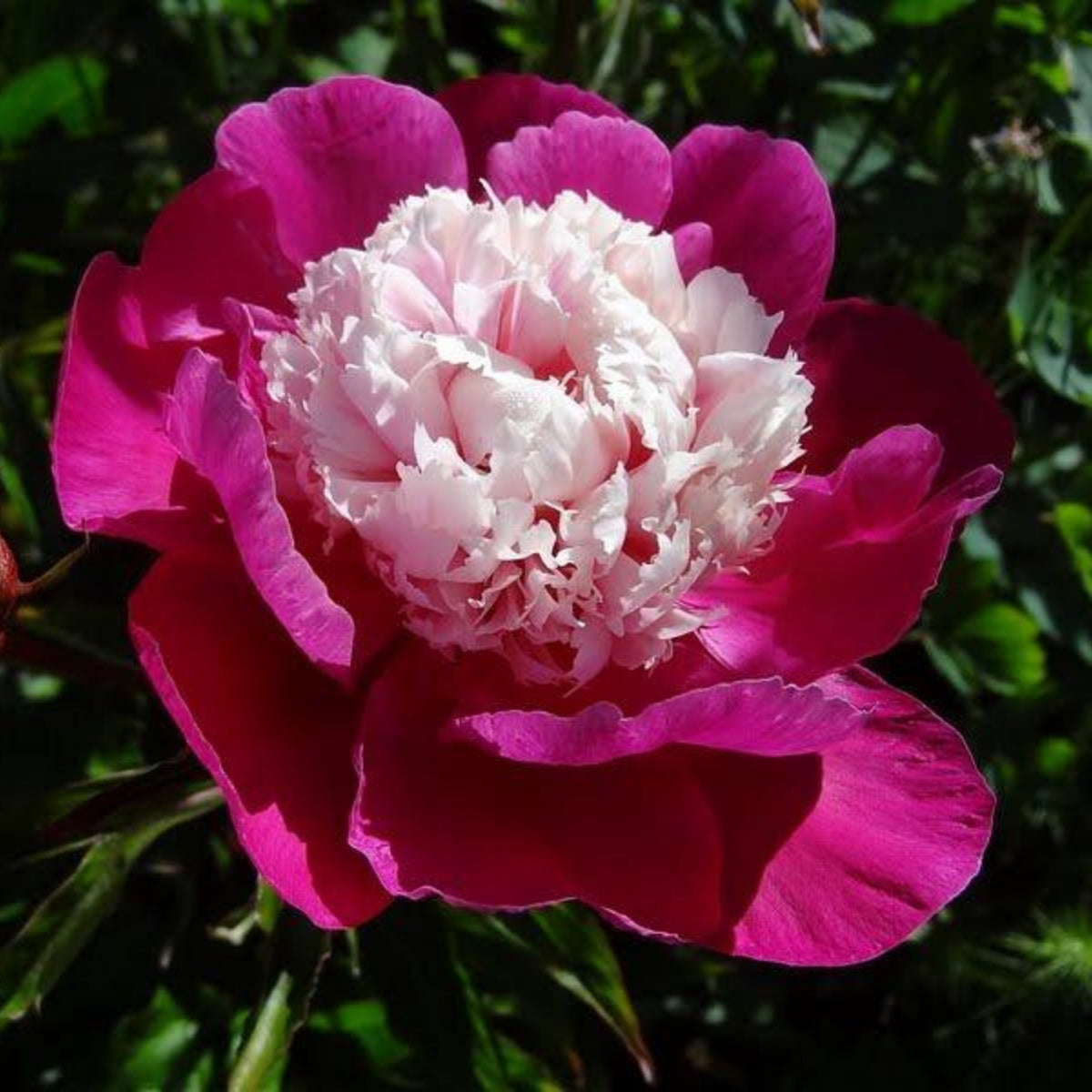 10+ Rare Seeds - White Cap Peony Seeds (Paeonia, Herbaceous Peony)