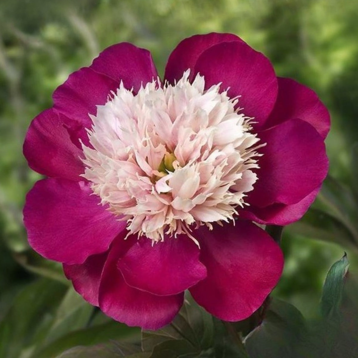 10+ Rare Seeds - White Cap Peony Seeds (Paeonia, Herbaceous Peony)