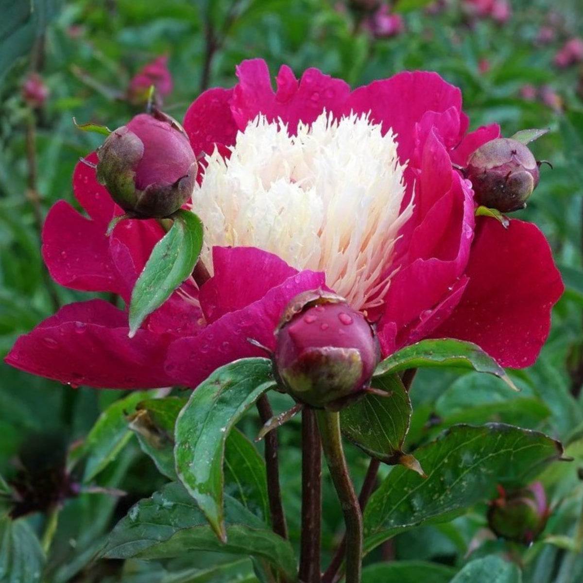 10+ Rare Seeds - White Cap Peony Seeds (Paeonia, Herbaceous Peony)