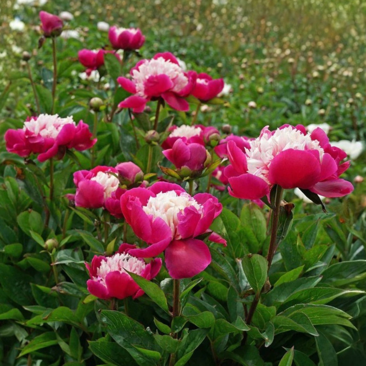 10+ Rare Seeds - White Cap Peony Seeds (Paeonia, Herbaceous Peony)