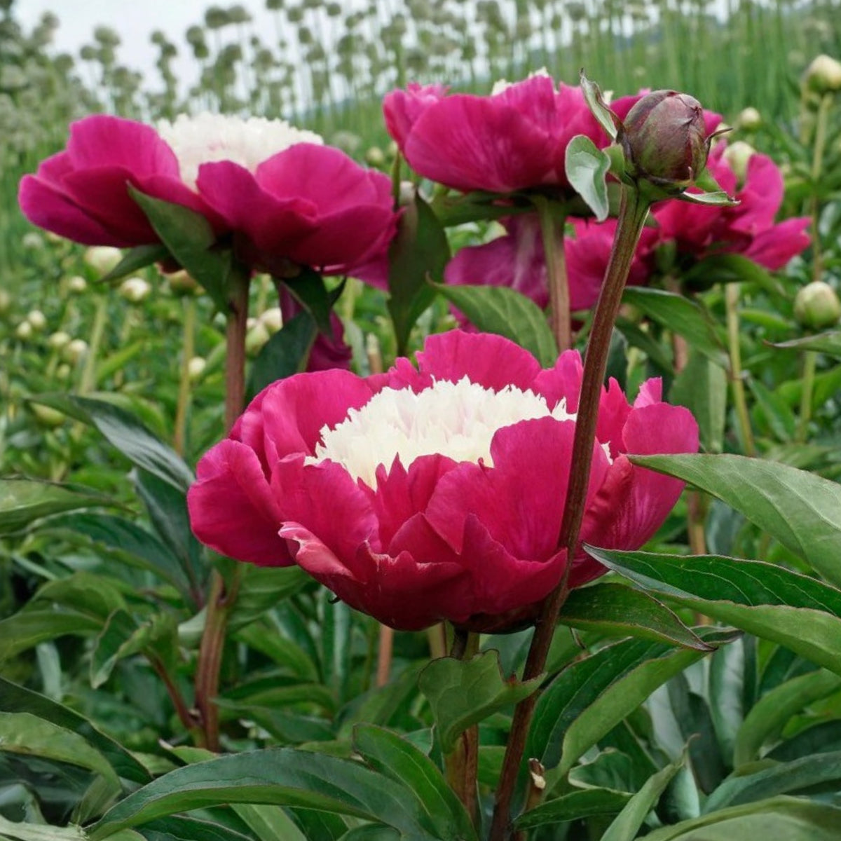 10+ Rare Seeds - White Cap Peony Seeds (Paeonia, Herbaceous Peony)