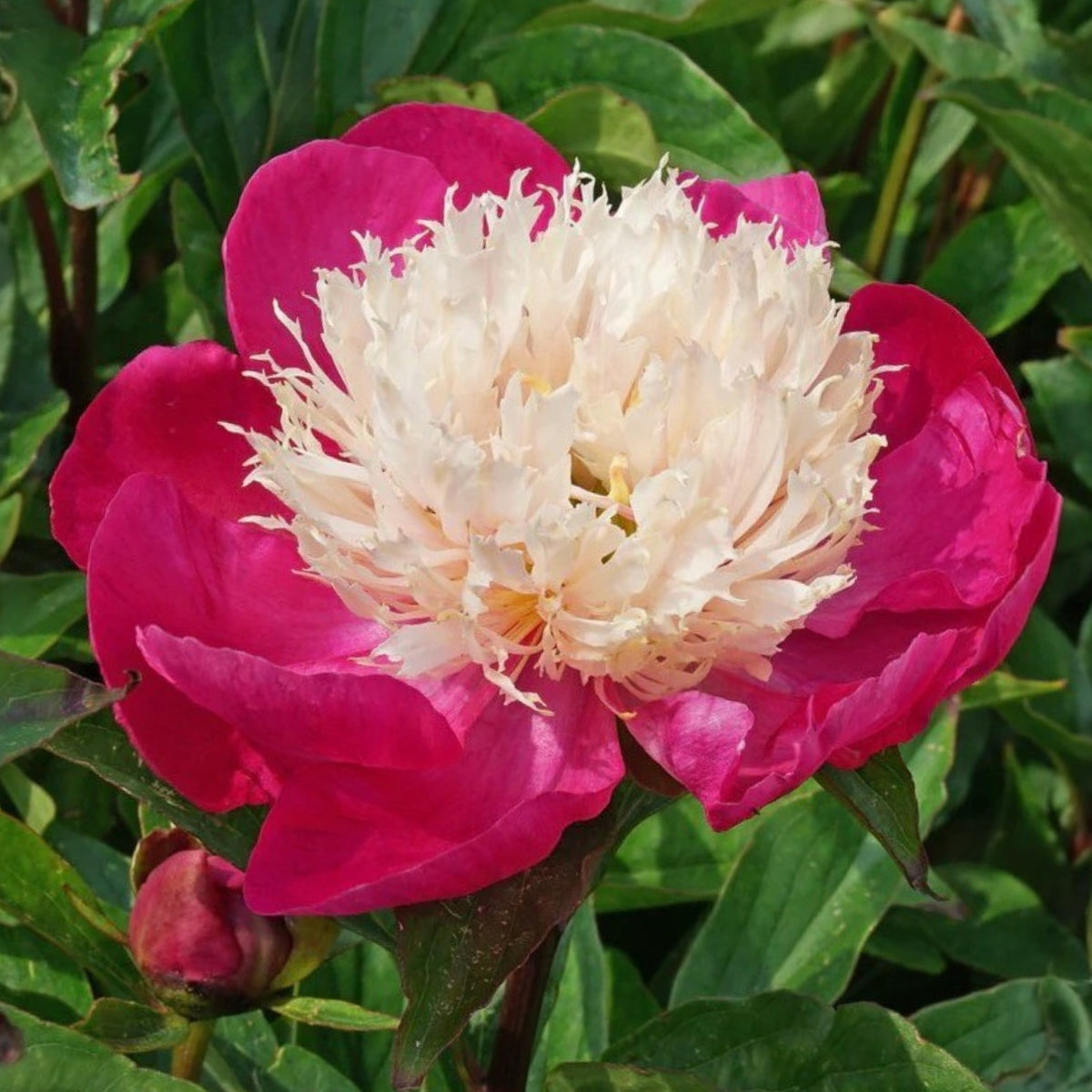 10+ Rare Seeds - White Cap Peony Seeds (Paeonia, Herbaceous Peony)