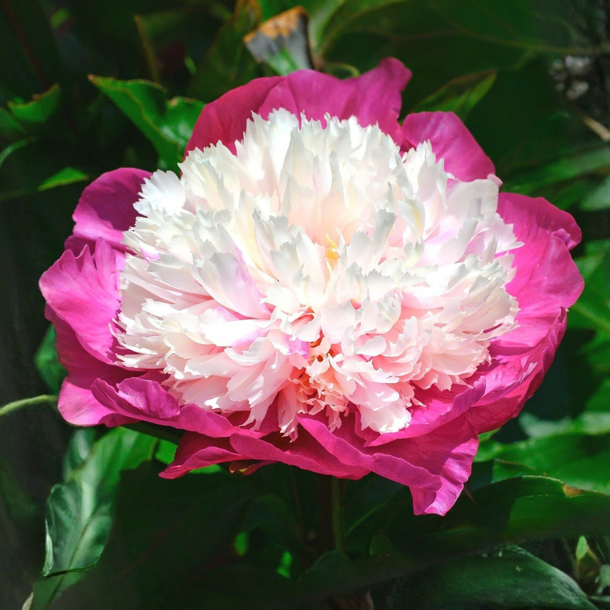 10+ Rare Seeds - White Cap Peony Seeds (Paeonia, Herbaceous Peony)