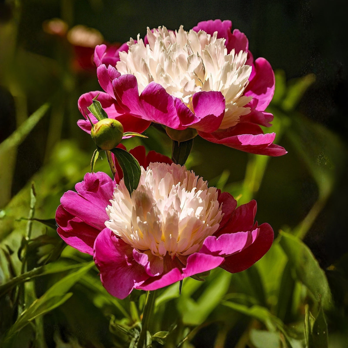 10+ Rare Seeds - White Cap Peony Seeds (Paeonia, Herbaceous Peony)