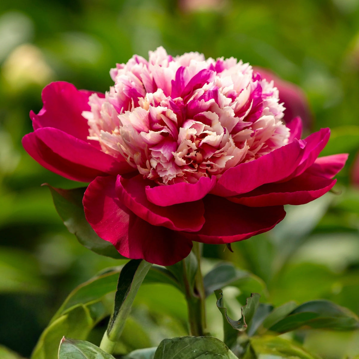 10+ Rare Seeds - White Cap Peony Seeds (Paeonia, Herbaceous Peony)