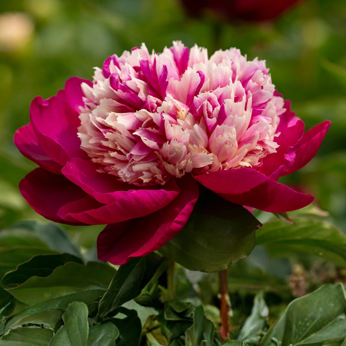 10+ Rare Seeds - White Cap Peony Seeds (Paeonia, Herbaceous Peony)