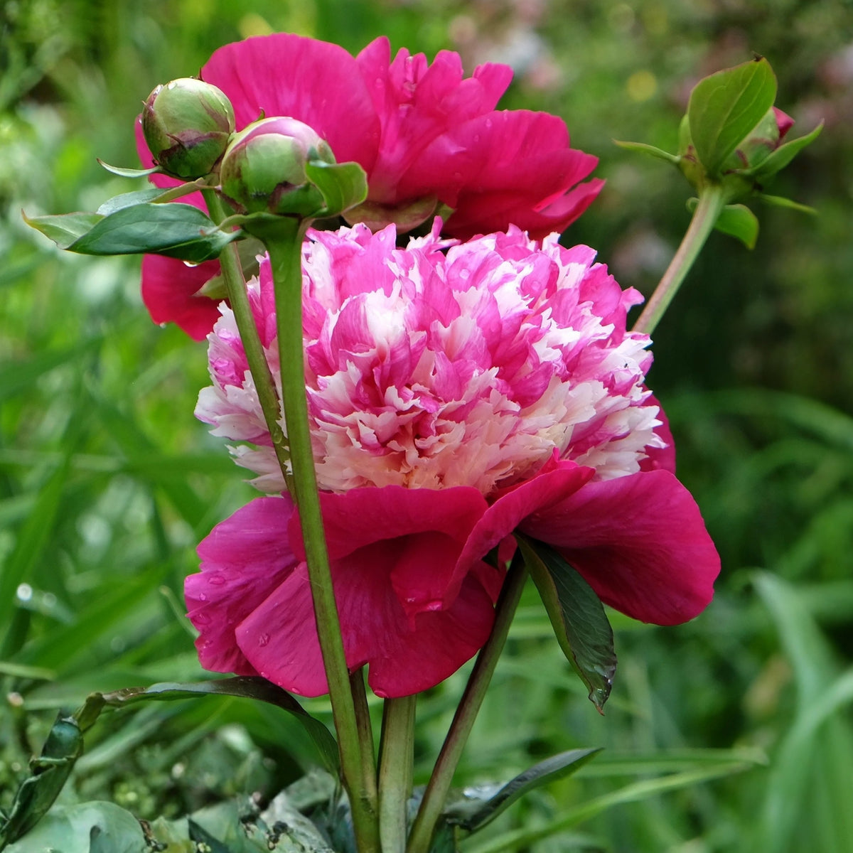 10+ Rare Seeds - White Cap Peony Seeds (Paeonia, Herbaceous Peony)