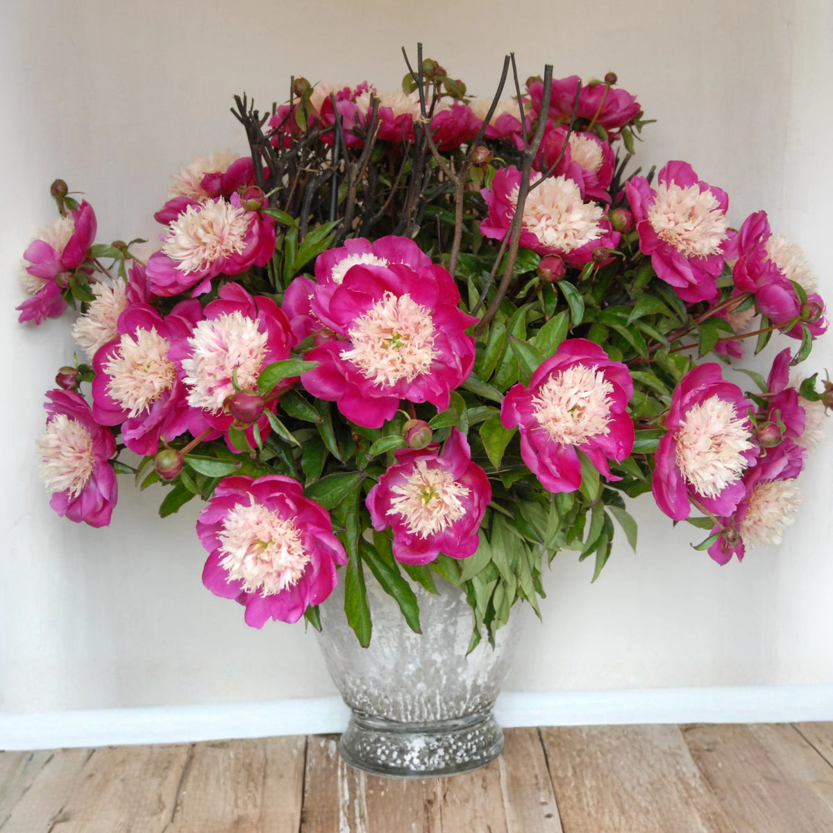 10+ Rare Seeds - White Cap Peony Seeds (Paeonia, Herbaceous Peony)