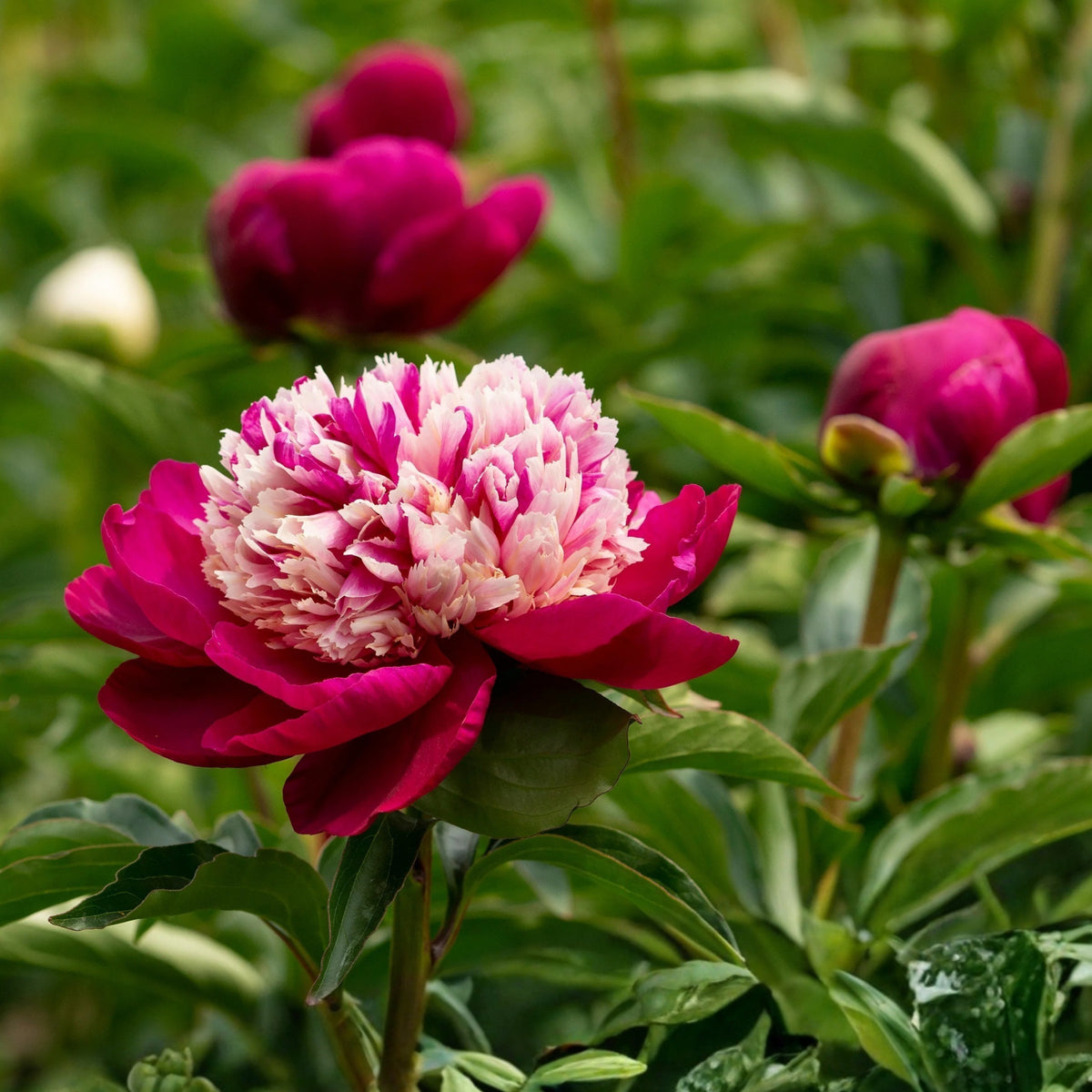 10+ Rare Seeds - White Cap Peony Seeds (Paeonia, Herbaceous Peony)