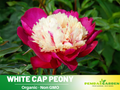 10+ Rare Seeds|   White Cap  Peony Seeds (Paeonia, Herbaceous Peony) – Rare Heirloom - Open Pollinated -  Romantic Perennial Blooms for Cottage Garden, Fragrant Cut Flowers, Easy to Grow #B008