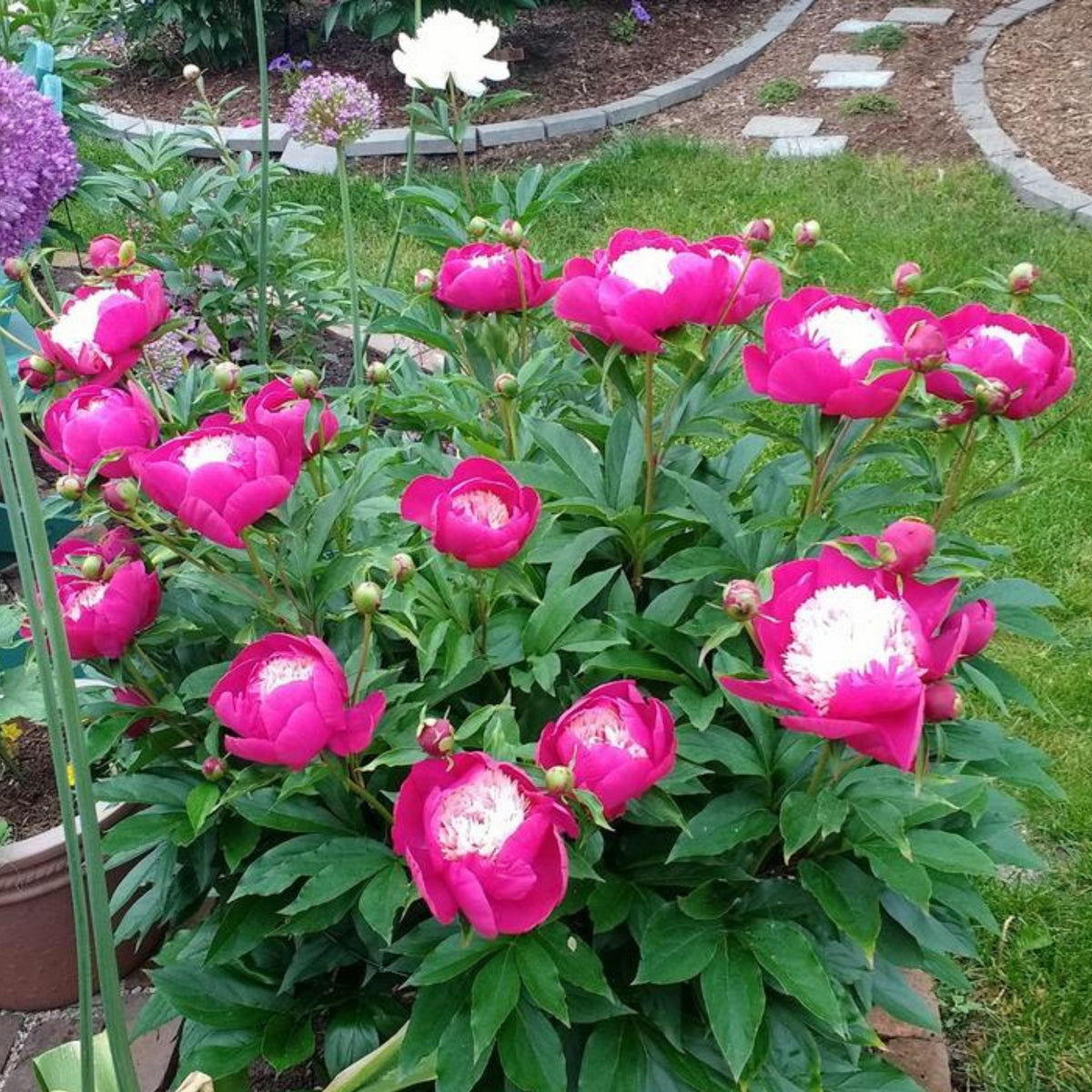 10+ Rare Seeds - White Cap Peony Seeds (Paeonia, Herbaceous Peony)