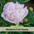 10+ Rare Seeds|  Mme Clot  Peony Seeds (Paeonia, Herbaceous Peony) – Double Blooms, Vibrant Garden Blooms, Romantic Perennial Blooms for Cottage Garden, Fragrant Cut Flowers, Easy to Grow#B009