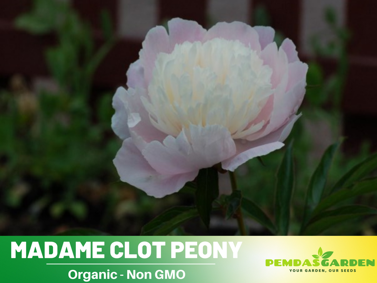 10+ Rare Seeds|  Mme Clot Peony Seeds#B009