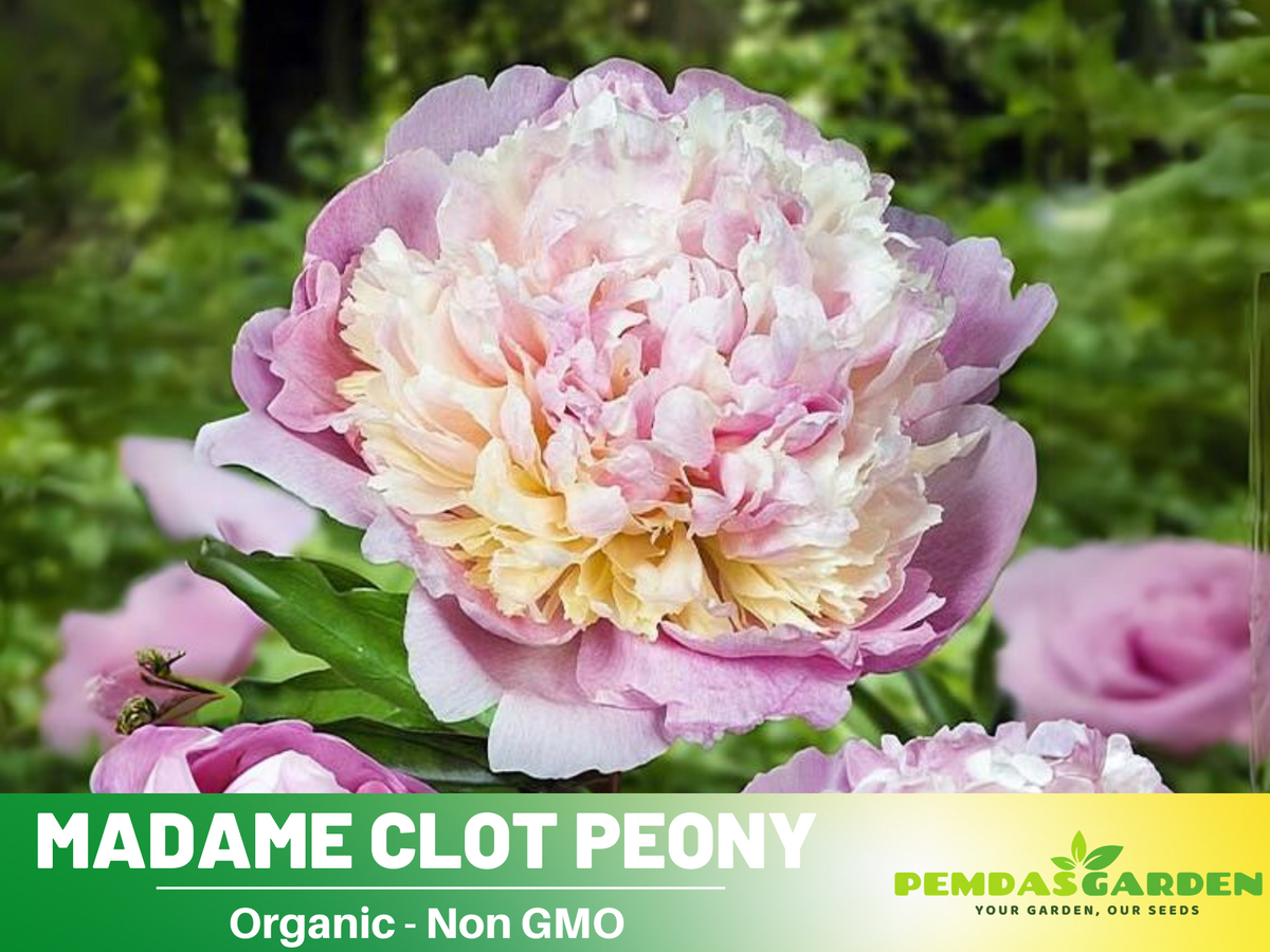 10+ Rare Seeds|  Mme Clot Peony Seeds#B009