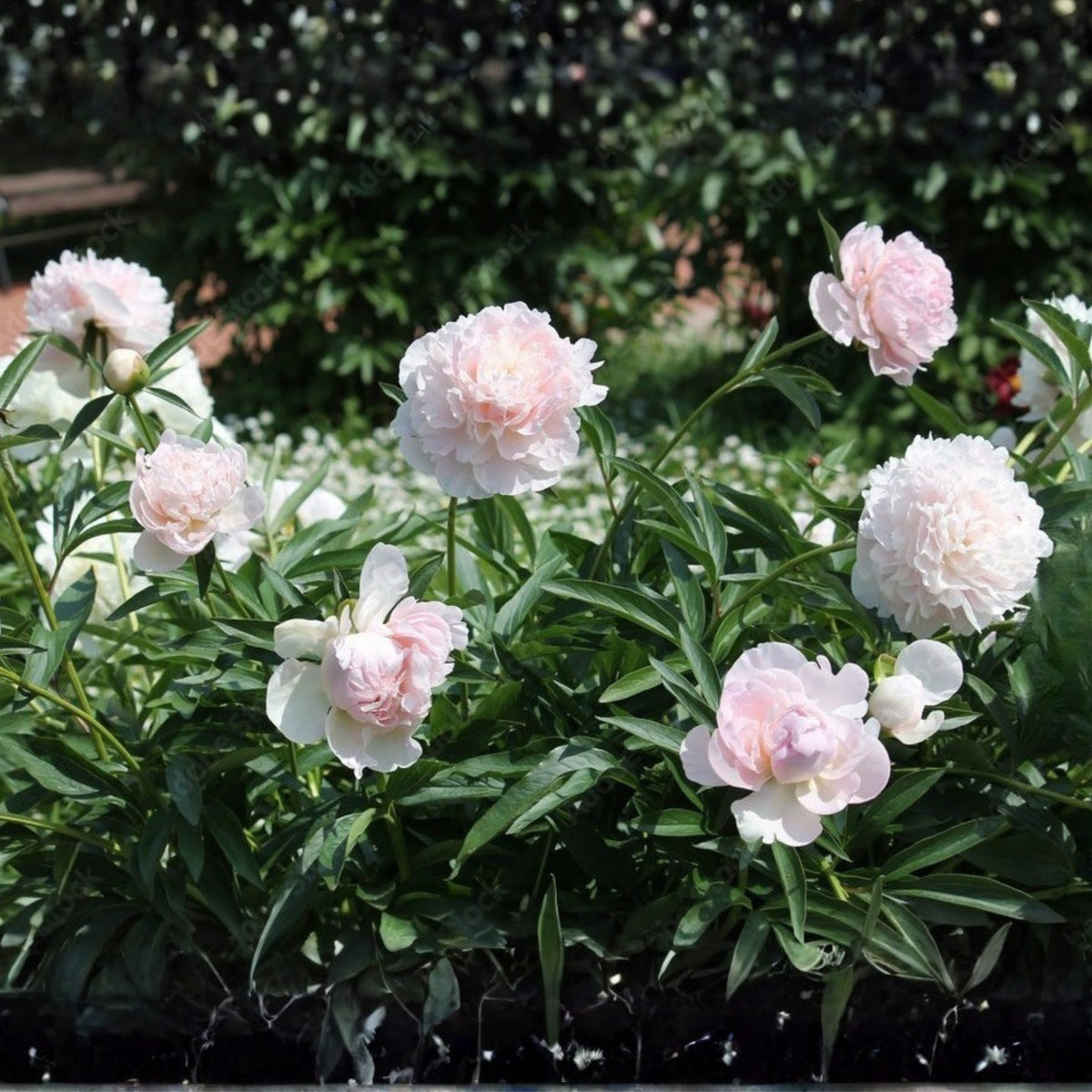 10+ Rare Seeds - Mme Clot Peony Seeds (Paeonia, Herbaceous Peony)