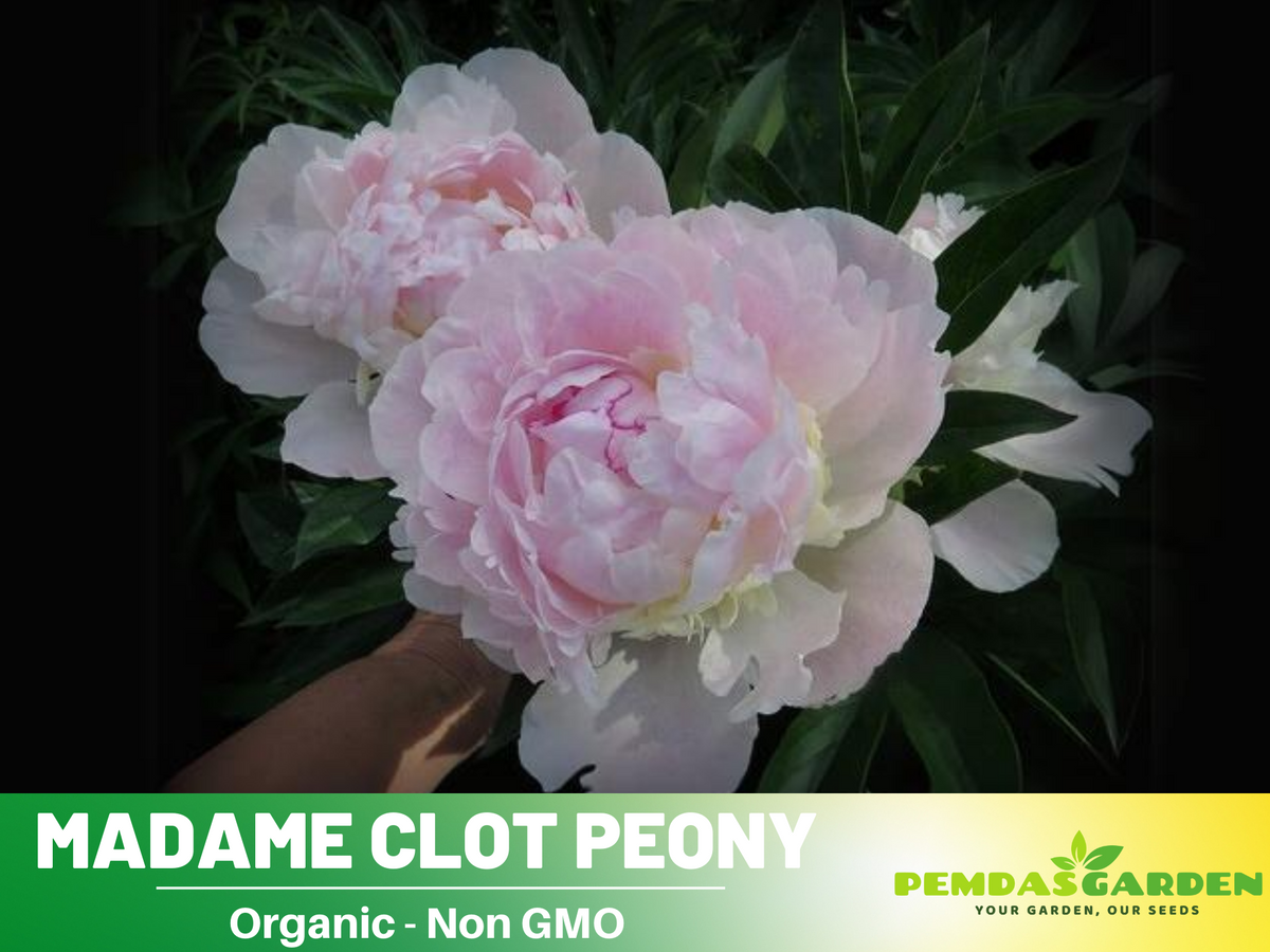 10+ Rare Seeds|  Mme Clot Peony Seeds#B009