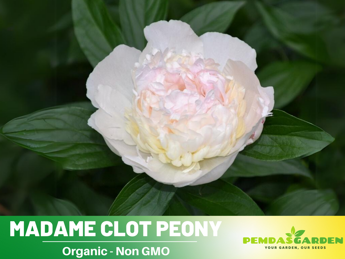 10+ Rare Seeds|  Mme Clot Peony Seeds#B009