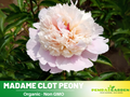 10+ Rare Seeds|  Mme Clot  Peony Seeds (Paeonia, Herbaceous Peony) – Double Blooms, Vibrant Garden Blooms, Romantic Perennial Blooms for Cottage Garden, Fragrant Cut Flowers, Easy to Grow#B009
