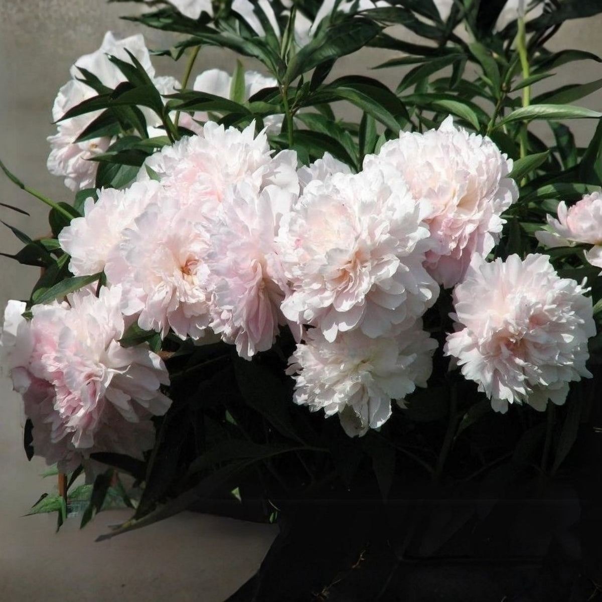 10+ Rare Seeds - Mme Clot Peony Seeds (Paeonia, Herbaceous Peony)