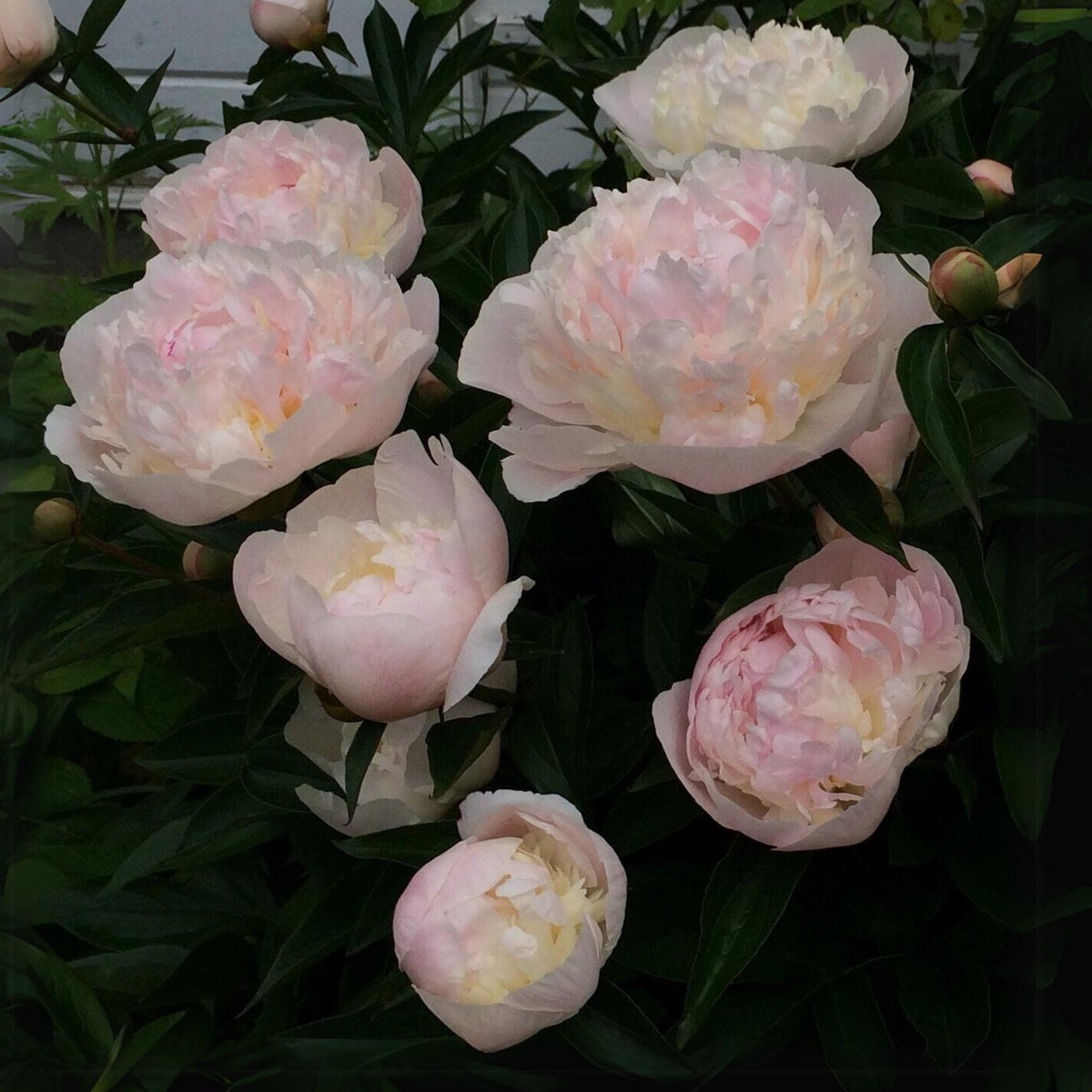 10+ Rare Seeds - Mme Clot Peony Seeds (Paeonia, Herbaceous Peony)